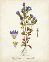 Antique Herb Botanical II Fine Art Print