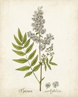 Antique Herb Botanical III Fine Art Print