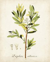Antique Herb Botanical IV Fine Art Print
