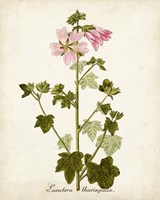 Antique Herb Botanical V Fine Art Print