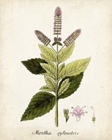 Antique Herb Botanical VI Framed Print