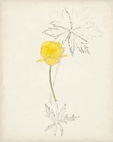 Watercolor Botanical Sketches VII Fine Art Print