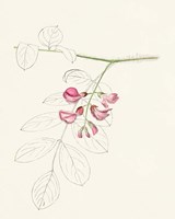 Watercolor Leaf Sketches I Framed Print