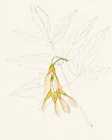 Watercolor Leaf Sketches III Framed Print