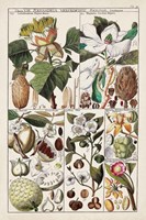 Magnolia Chart Fine Art Print