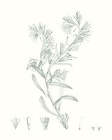 Botanical Study in Sage II Fine Art Print