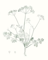 Botanical Study in Sage IV Fine Art Print