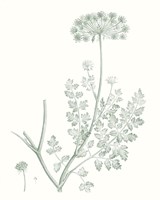 Botanical Study in Sage V Fine Art Print