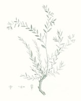 Botanical Study in Sage VII Fine Art Print