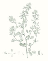 Botanical Study in Sage VIII Fine Art Print