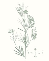 Botanical Study in Sage IX Fine Art Print