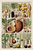 Palm Tree Chart Fine Art Print