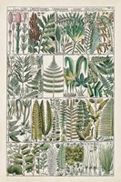 Fern Chart Fine Art Print