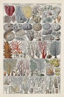 Coral Chart Fine Art Print