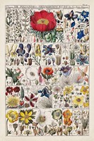 Floral Chart Fine Art Print