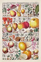 Fruit Chart Fine Art Print