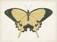 Beautiful Butterfly I Fine Art Print