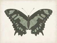 Beautiful Butterfly II Fine Art Print
