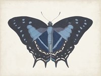 Beautiful Butterfly III Fine Art Print