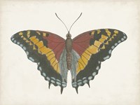 Beautiful Butterfly IV Fine Art Print