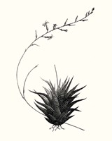 Graphic Succulents I Fine Art Print