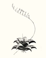 Graphic Succulents II Framed Print