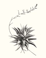 Graphic Succulents III Fine Art Print