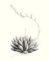 Graphic Succulents IV Framed Print