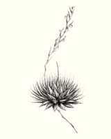 Graphic Succulents V Framed Print