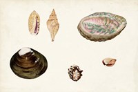 Antique Shell Anthology VIII Fine Art Print