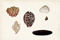 Antique Shell Anthology IX Fine Art Print