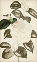 Silvery Botanicals II Fine Art Print