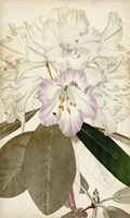 Silvery Botanicals IV Fine Art Print