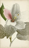 Silvery Botanicals VI Fine Art Print
