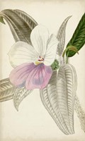 Silvery Botanicals VII Fine Art Print
