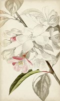 Silvery Botanicals VIII Fine Art Print