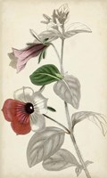 Silvery Botanicals X Fine Art Print