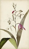 Silvery Botanicals XI Fine Art Print