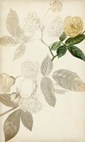 Silvery Botanicals XII Fine Art Print