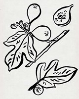 Fig Season I Fine Art Print