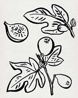 Fig Season II Fine Art Print