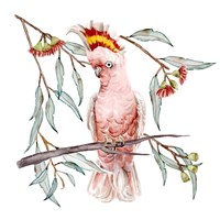 Pink Cockatoo I Fine Art Print