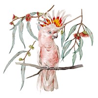 Pink Cockatoo II Framed Print