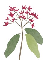 Begonia Stem I Fine Art Print