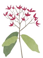 Begonia Stem II Fine Art Print