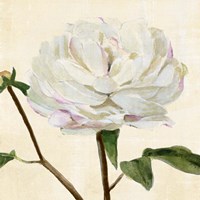 Peony in Bloom I Fine Art Print