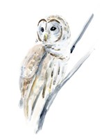 Arctic Owl I Fine Art Print