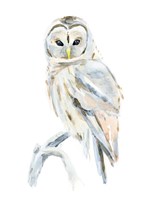 Arctic Owl II Fine Art Print