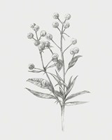 Wild Stem I Fine Art Print