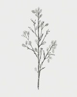 Wild Stem II Fine Art Print